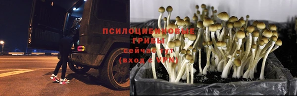 трава Сосновоборск